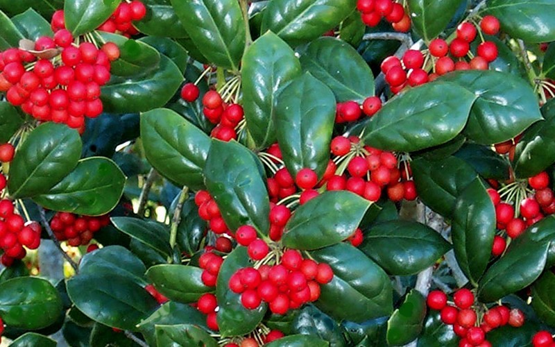 Holly Ilex Dwarf Burfordi Qty 40 Live Plants Evergreen Ornamental Shrub Burford