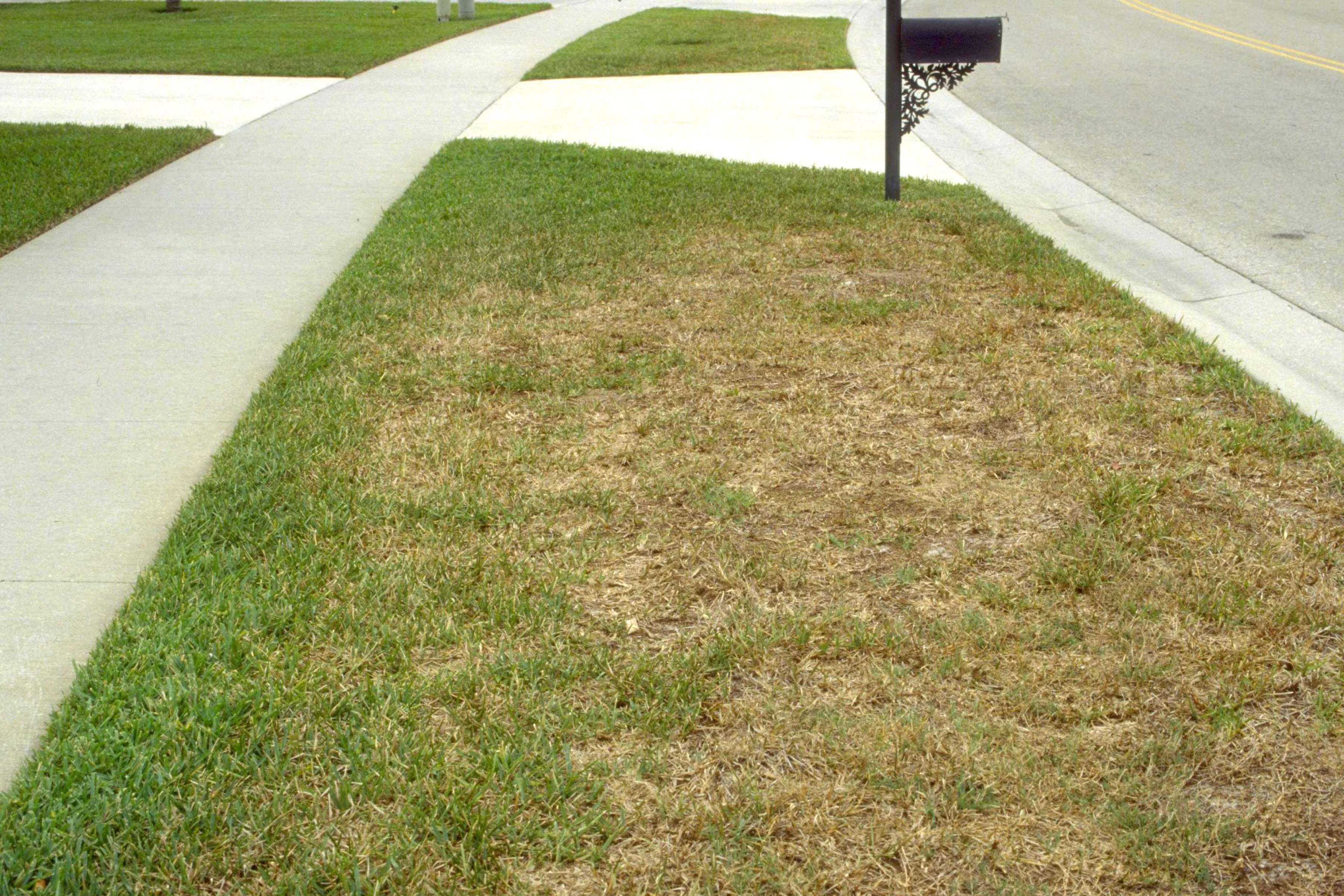 Quick Tip Chinch Bugs are Coming to Gainesville Lawns