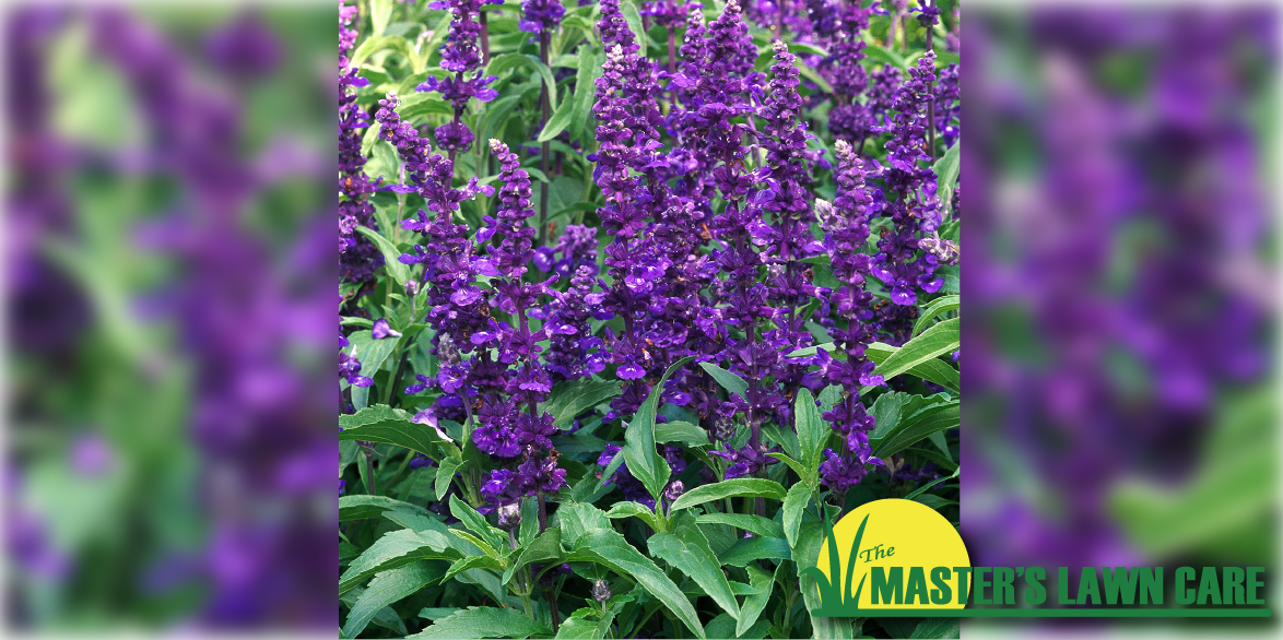 Plant of the Month Deep Purple Salvia The Masters Lawn Care