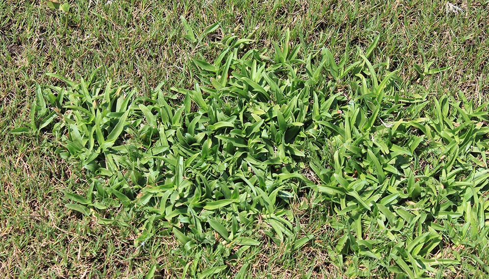 Pest of the month: Doveweed | The Masters Lawn Care