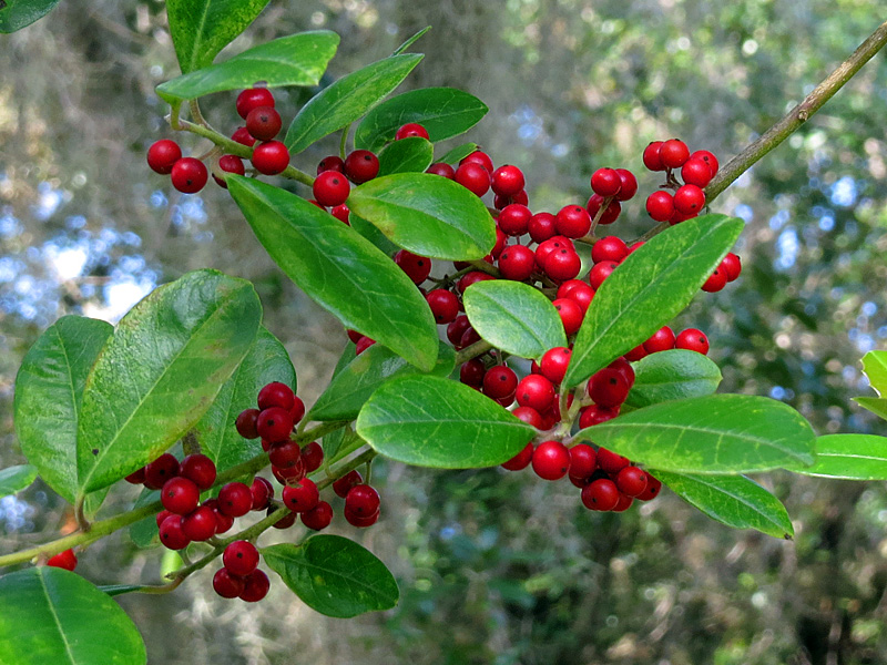 Plant of the Month East Palatka Holly The Masters Lawn Care