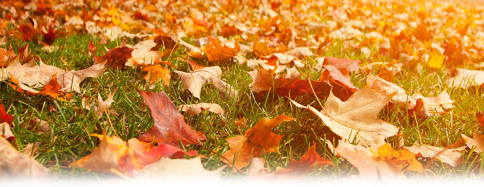 5 Gainesvillle Landscape Tips for Fall