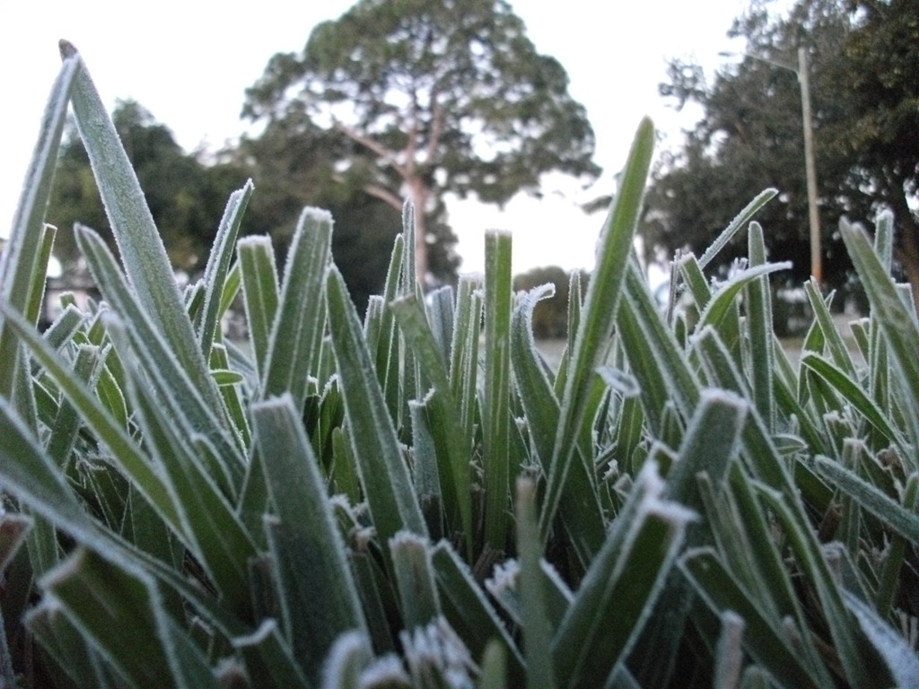 Hard Frost May Damage Gainesville Lawns without Proper Precautions The Masters Lawn Care
