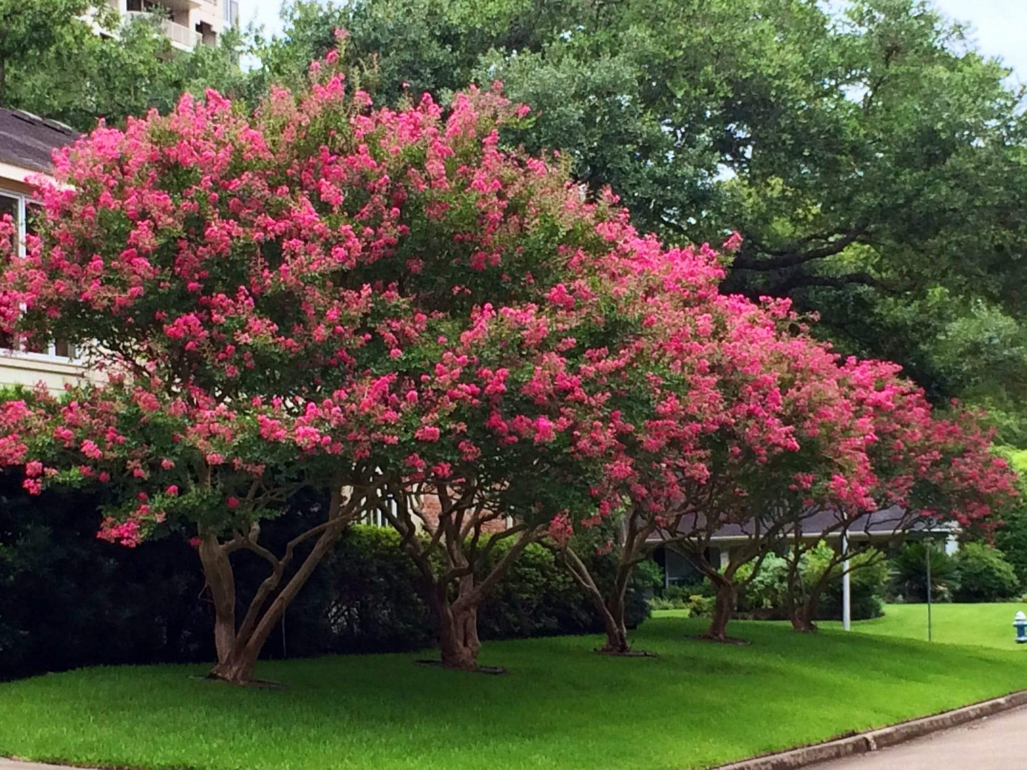 Crape Myrtle Pruning When and How? The Masters Lawn Care