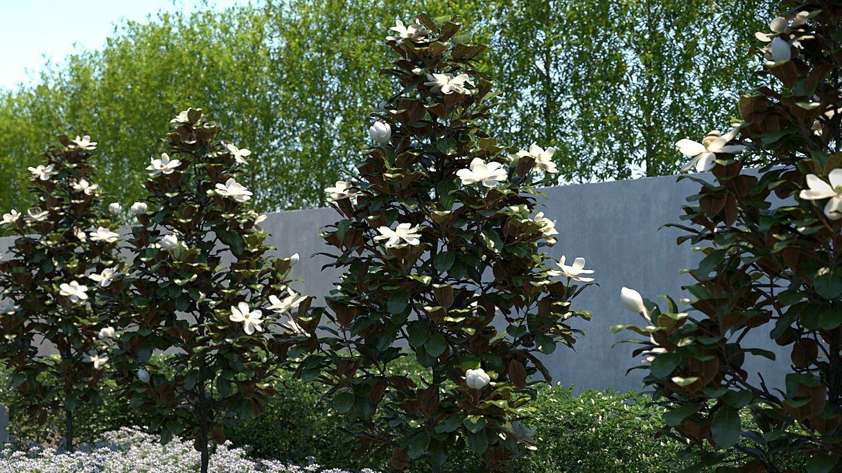 Gainesville Landscape Plant of the Month Little Gem Magnolia The