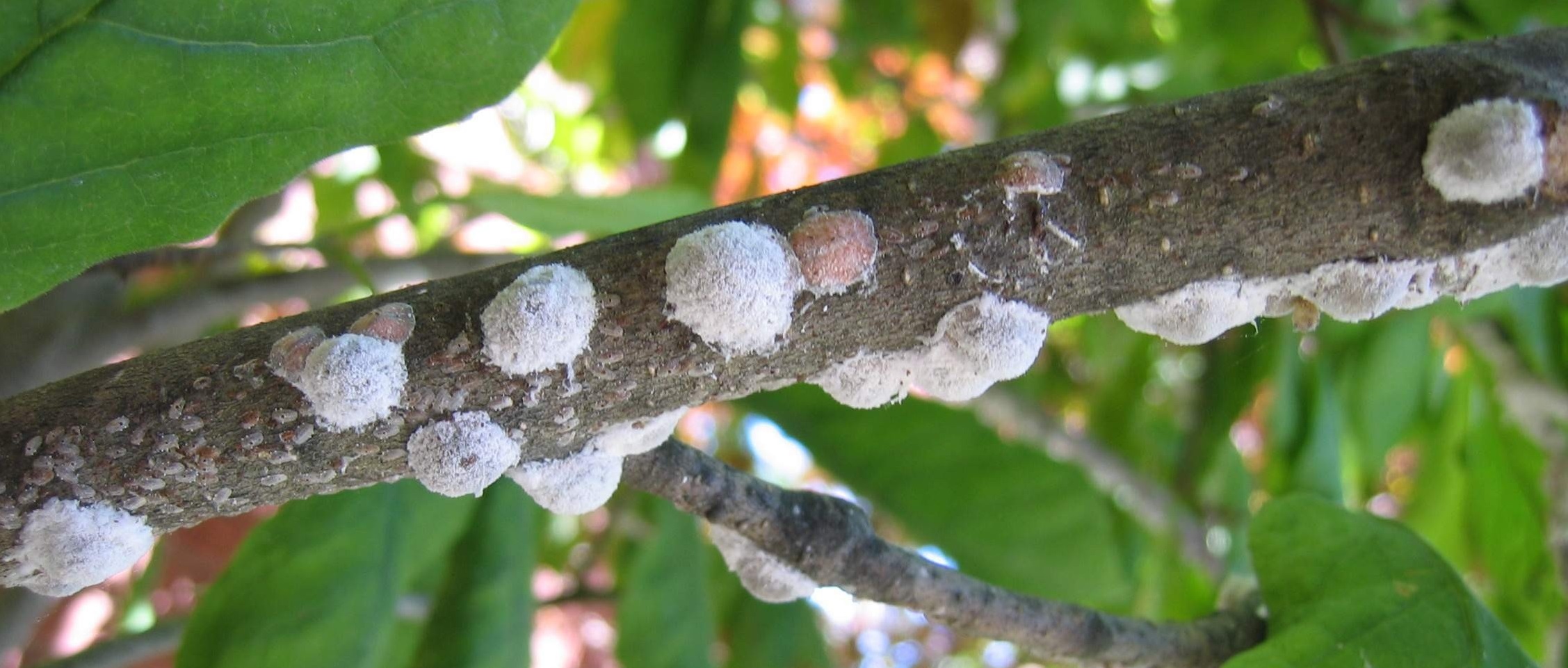 march-s-gainesville-lawn-pest-magnolia-scale-the-masters-lawn-care