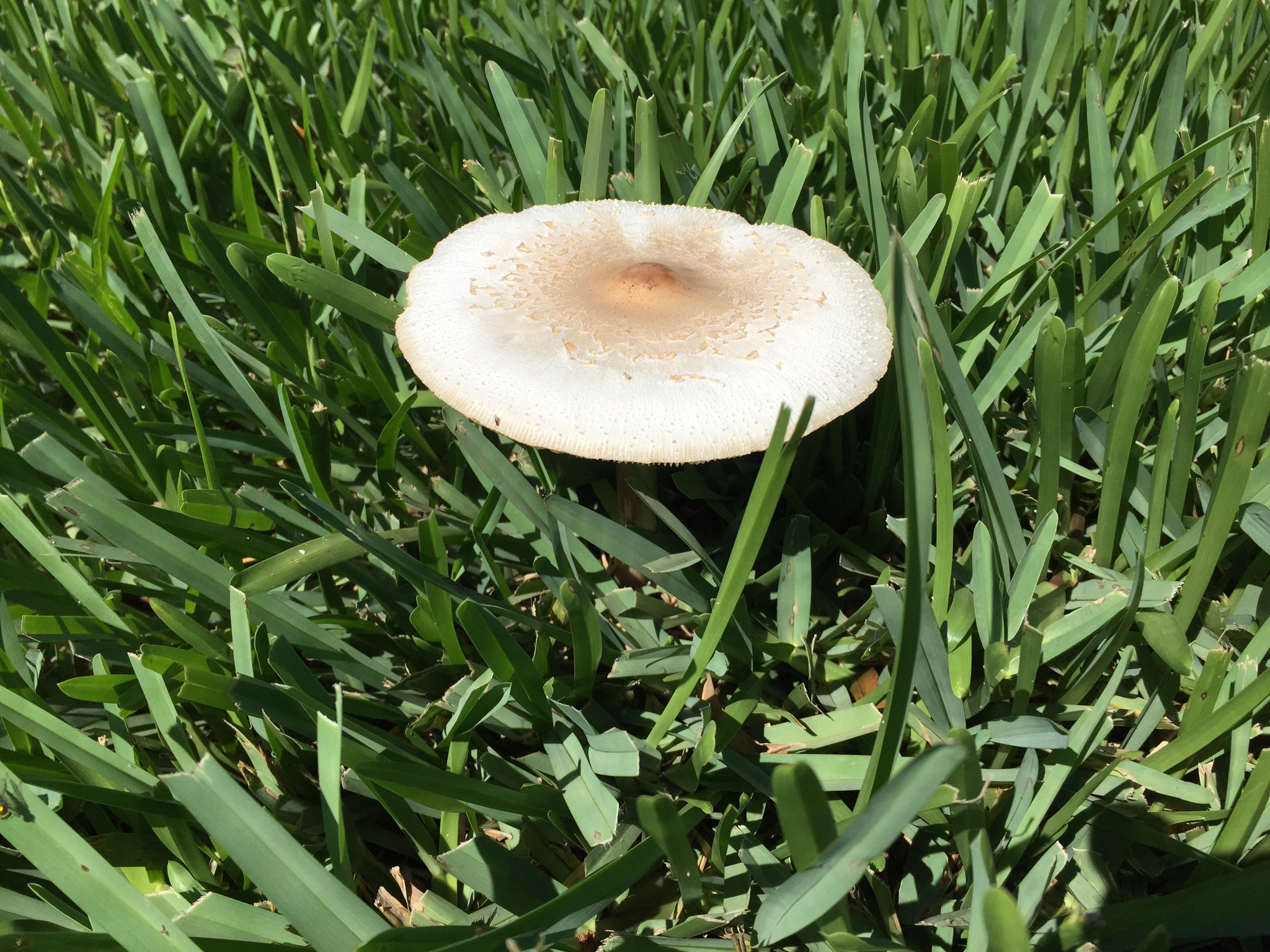 Quick Tip What causes mushrooms in my Gainesville lawn
