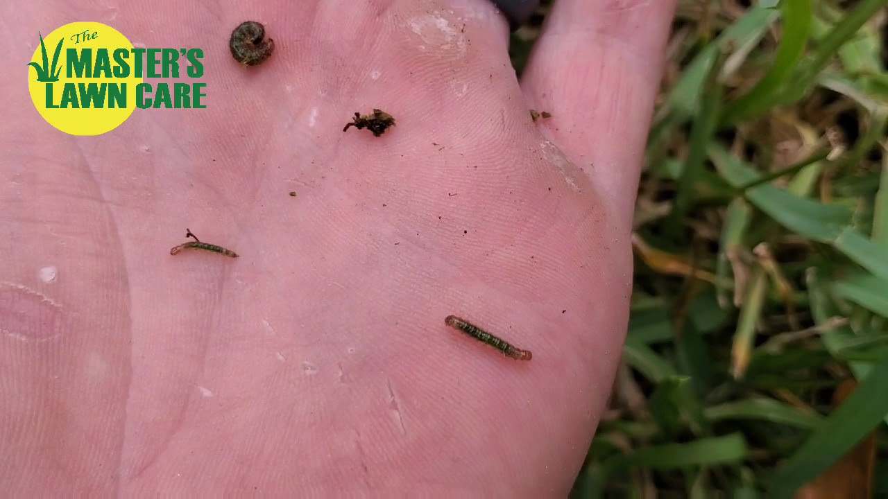 Pest of the month Sod worms The Masters Lawn Care