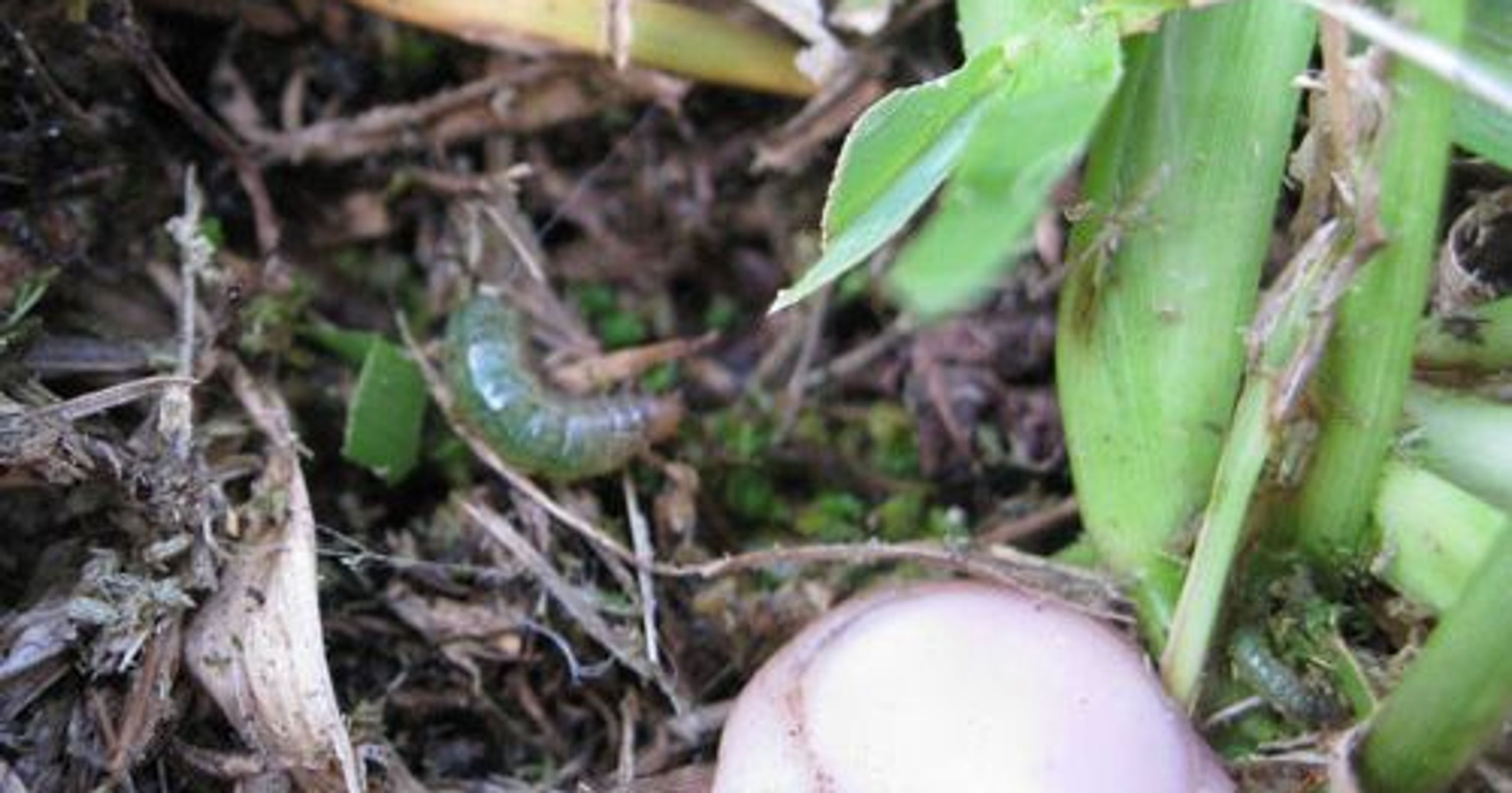 Gainesville Lawn Pest of the Month Caterpillars The
