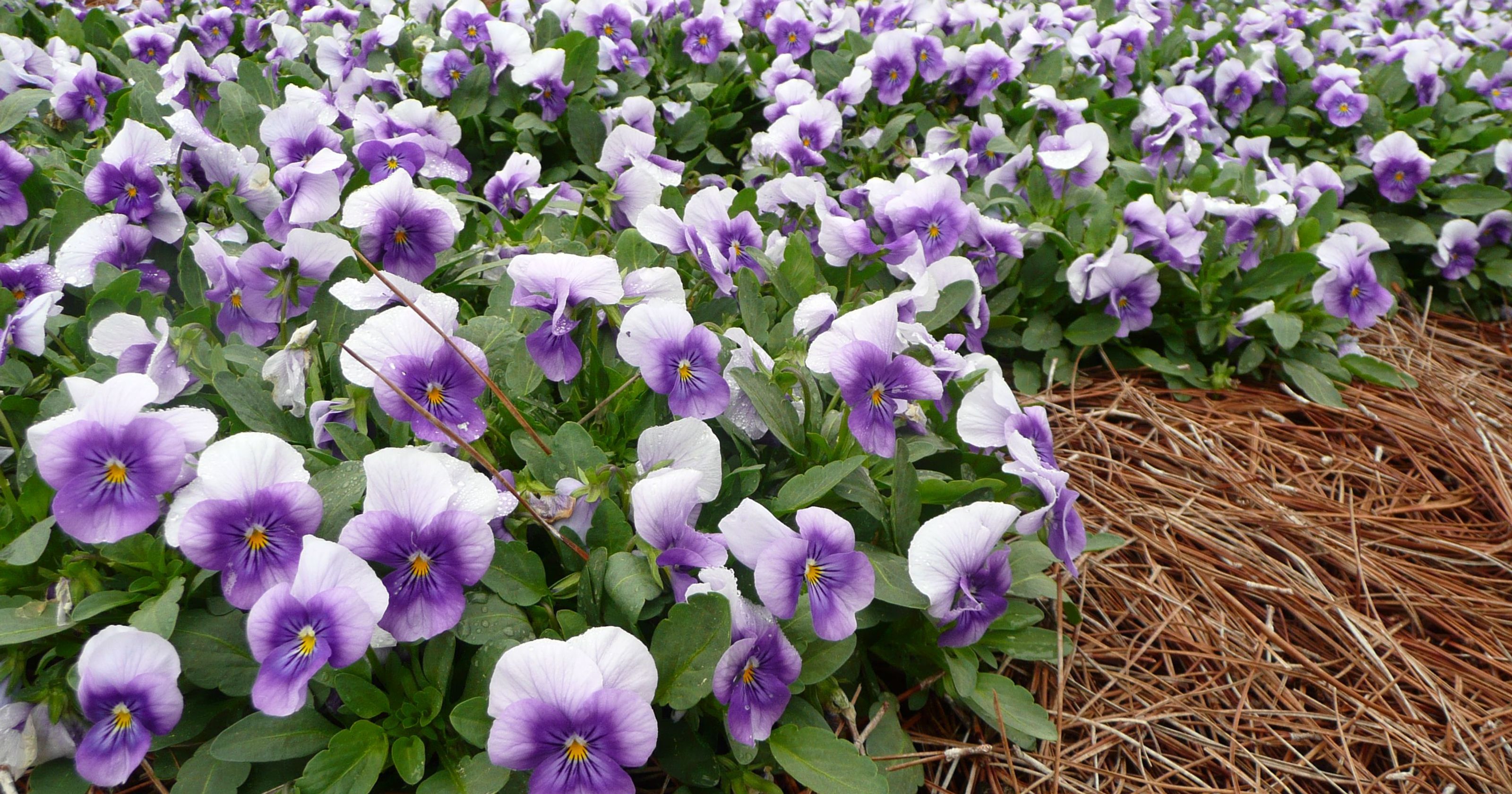Violas Cold Tolerance at Harold Hicks blog