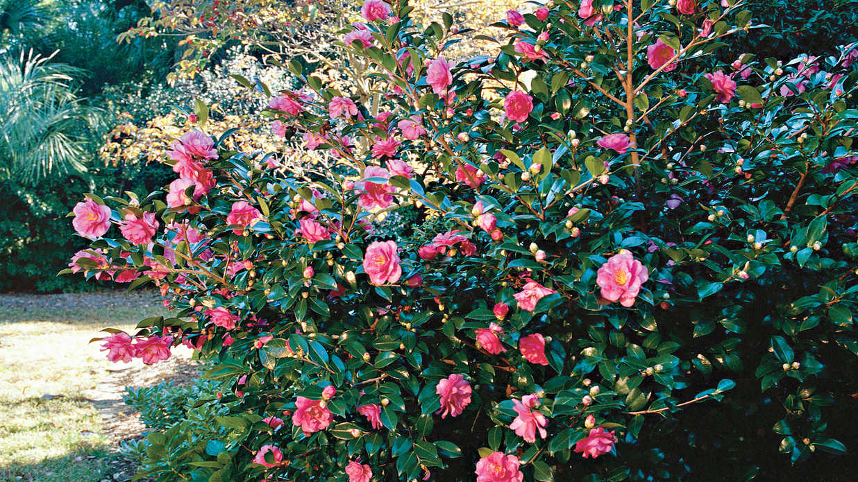 January's Gainesville Landscape Plant Sasanqua Camellia