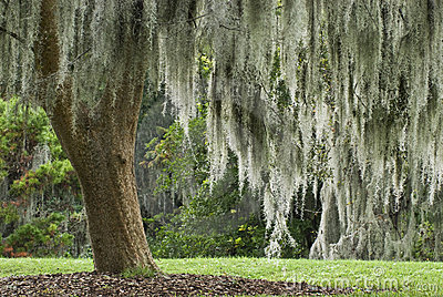 Is Moss Hurting My Gainesville Trees The Masters Lawn Care It S Completely Safe For The Trees Plants Underneath And Children Pets Call Us Today A Free Estimate On Removing Or Thinning Moss In