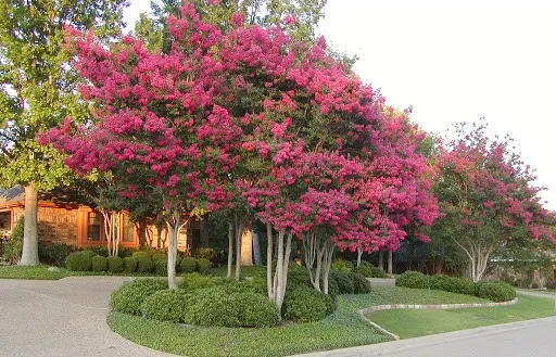 red crape myrtle in bloom