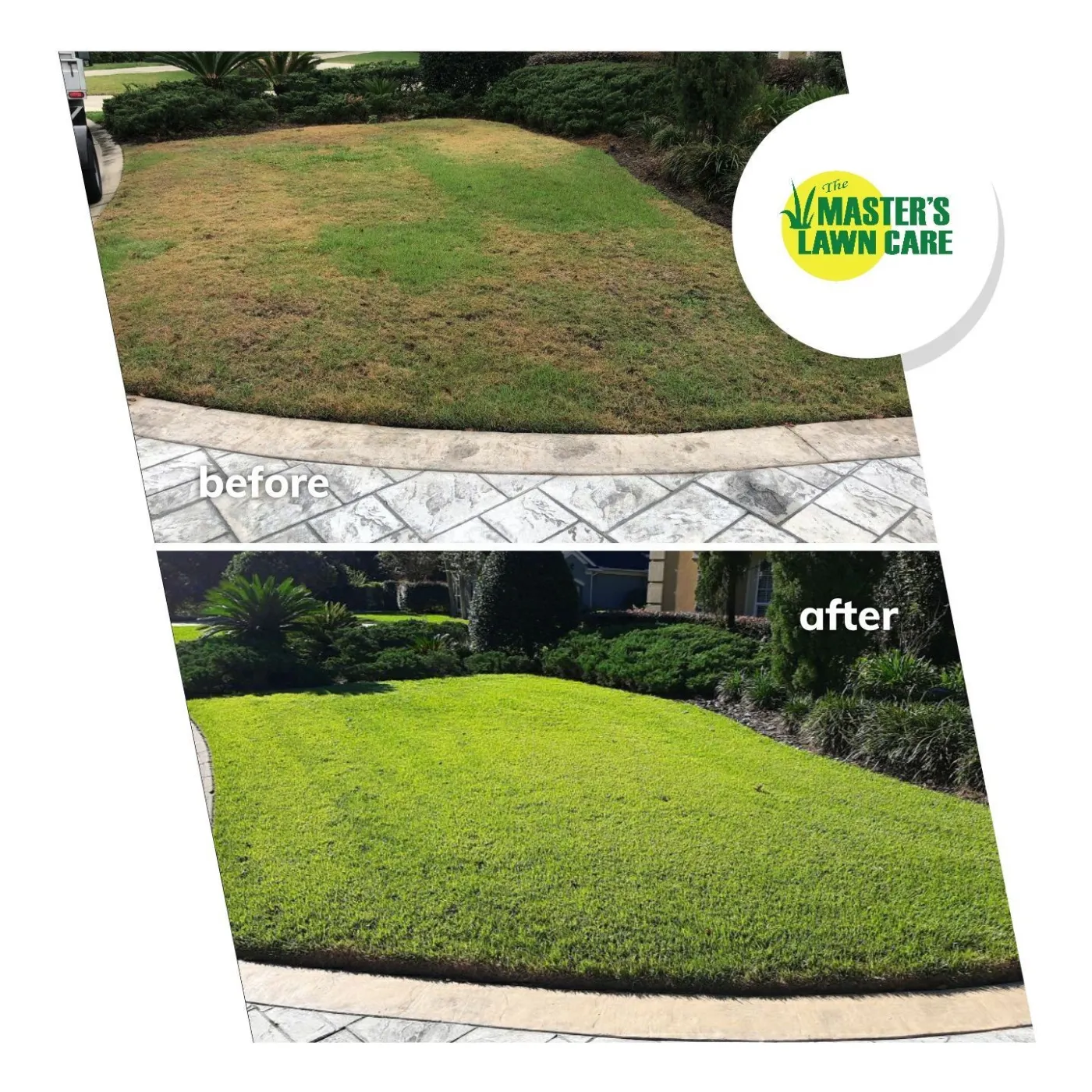 From Dying to Lush and Green lawn before and after