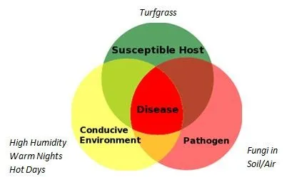 lawn disease diagram