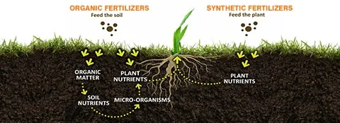organic verses synthetic fertilizer diagram