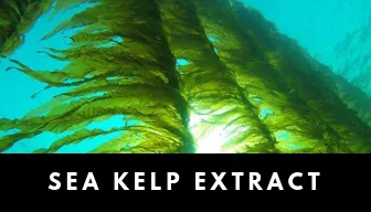 Sea Kelp extract