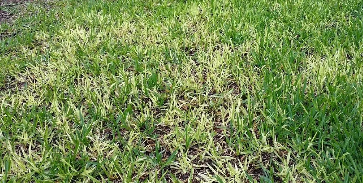 take-all root rot up close yellow and dying grass with exposed roots