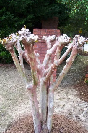 incorrect way to prune crape myrtle