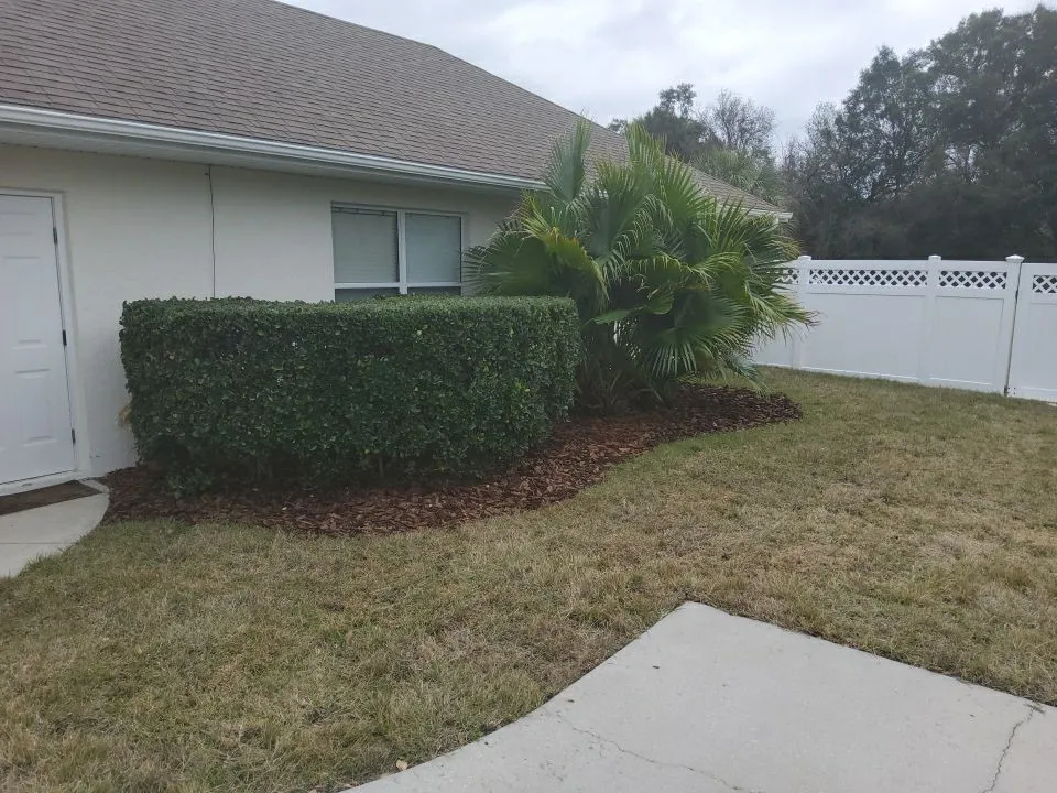 zoysia lawn from plugs before
