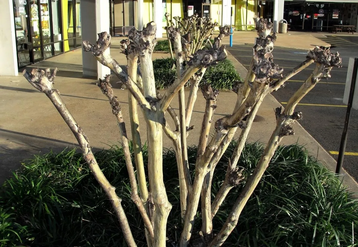 incorrect way to prune crape myrtle