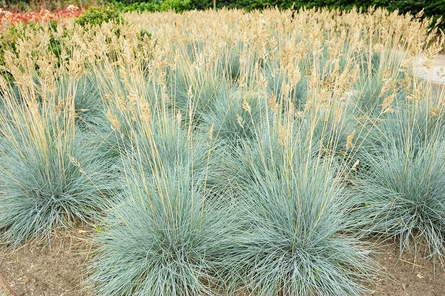Elijah Blue Ornamental Grass