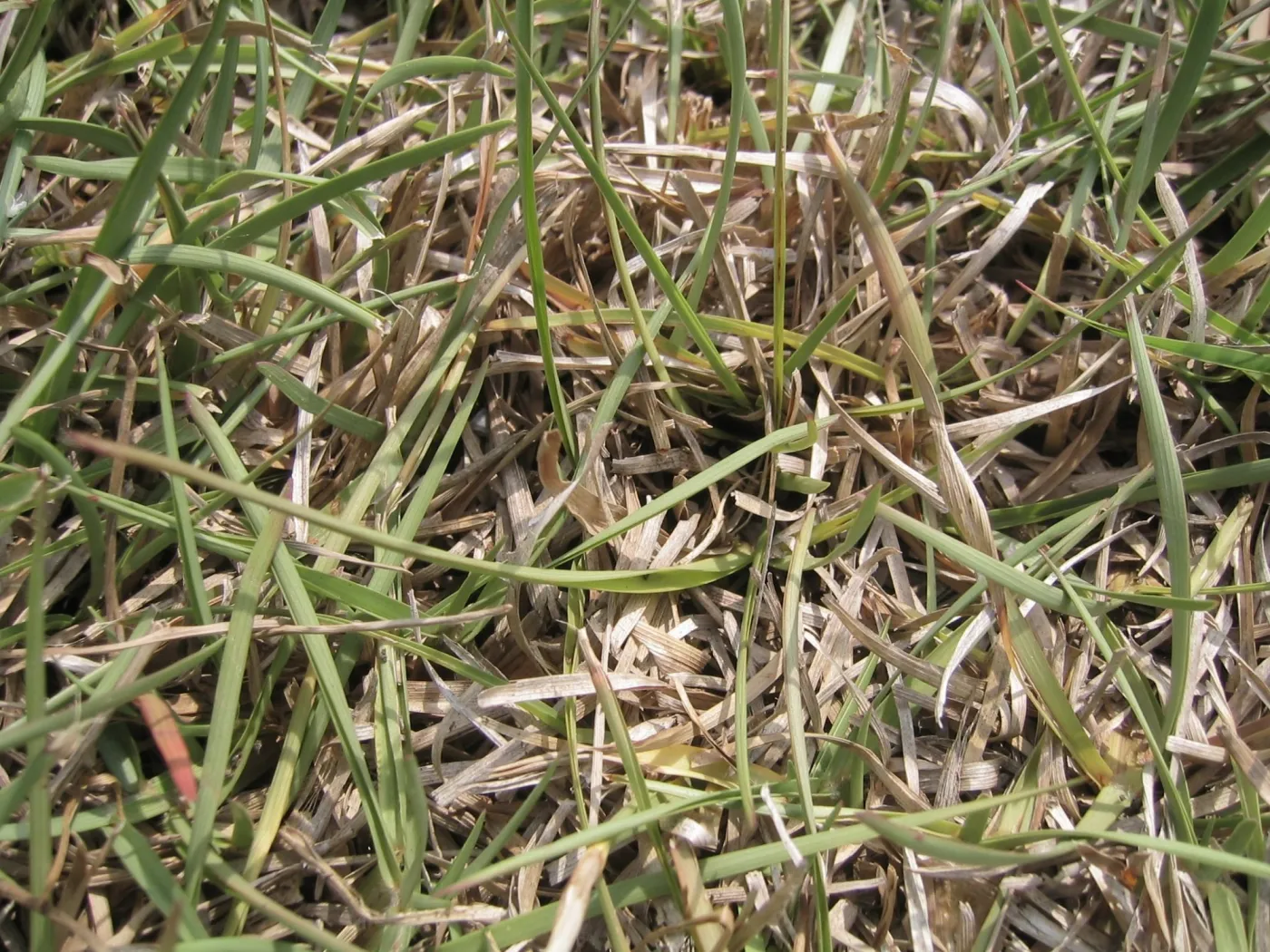 dry brown grass