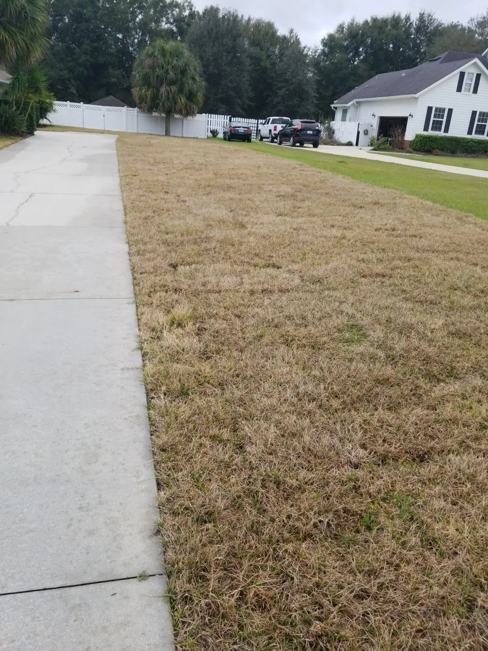 zoysia lawn from plugs before