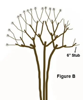 proper pruning diagram for crape myrtle