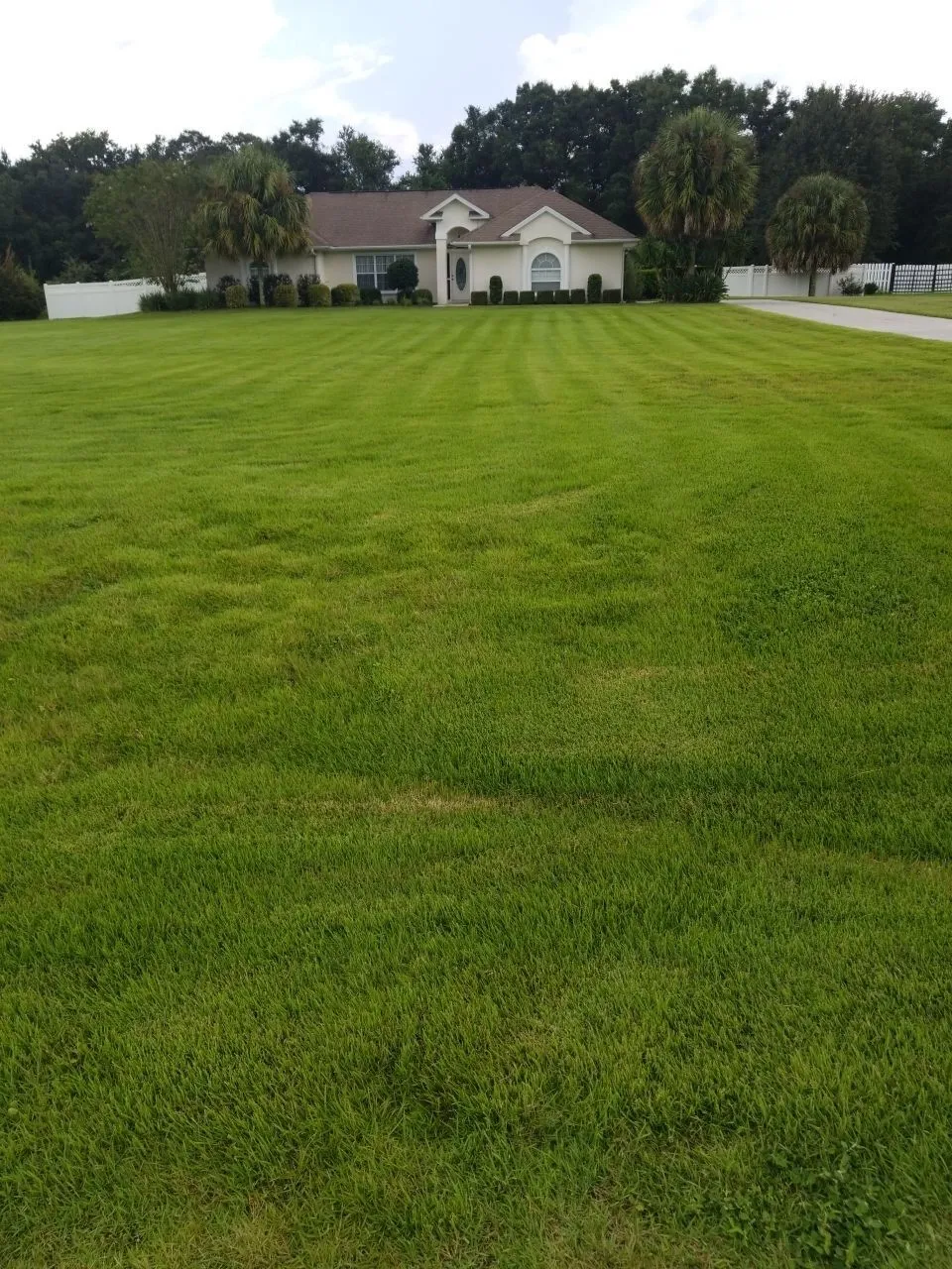 zoysia lawn from plugs after