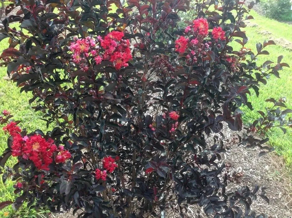 black diamond crape myrtle