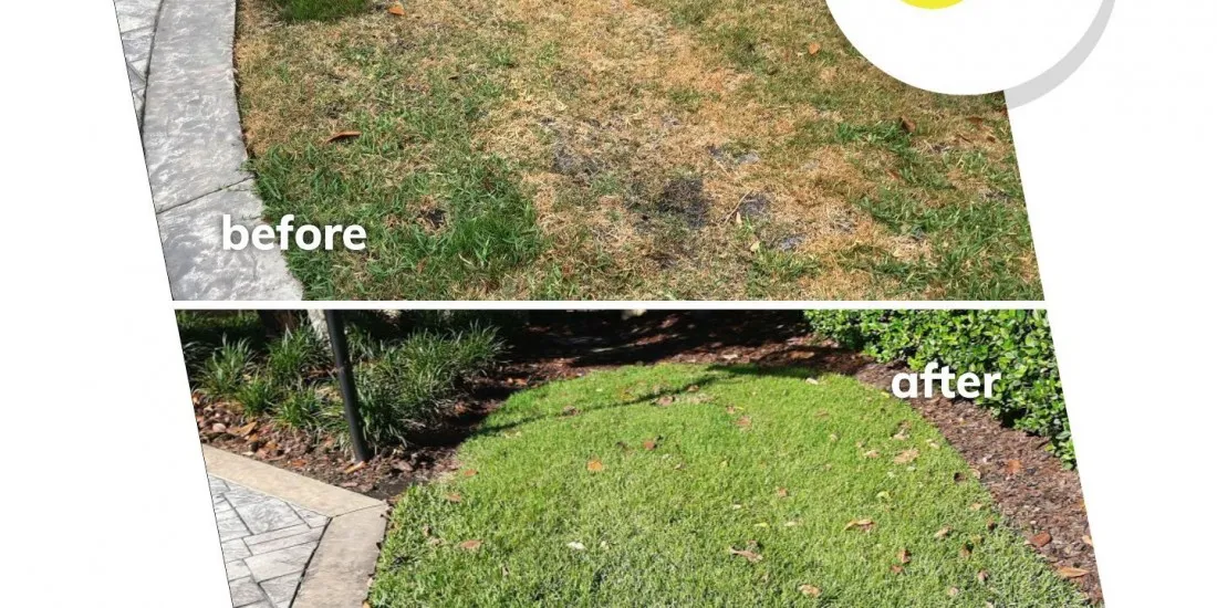 From Dying to Lush and Green lawn before and after
