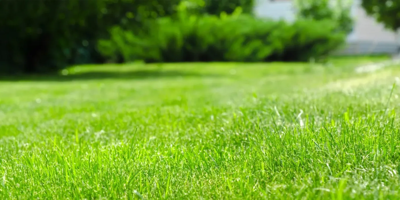 Lawn fertilization in Ponte Vedra Beach, FL