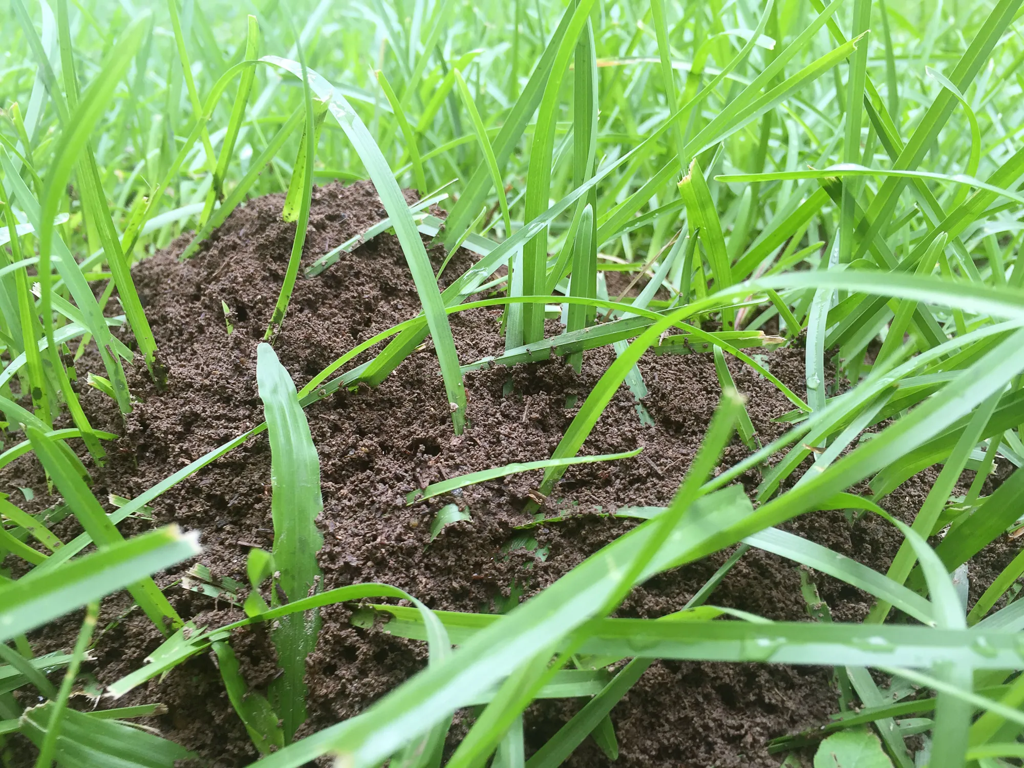 fire ant mound