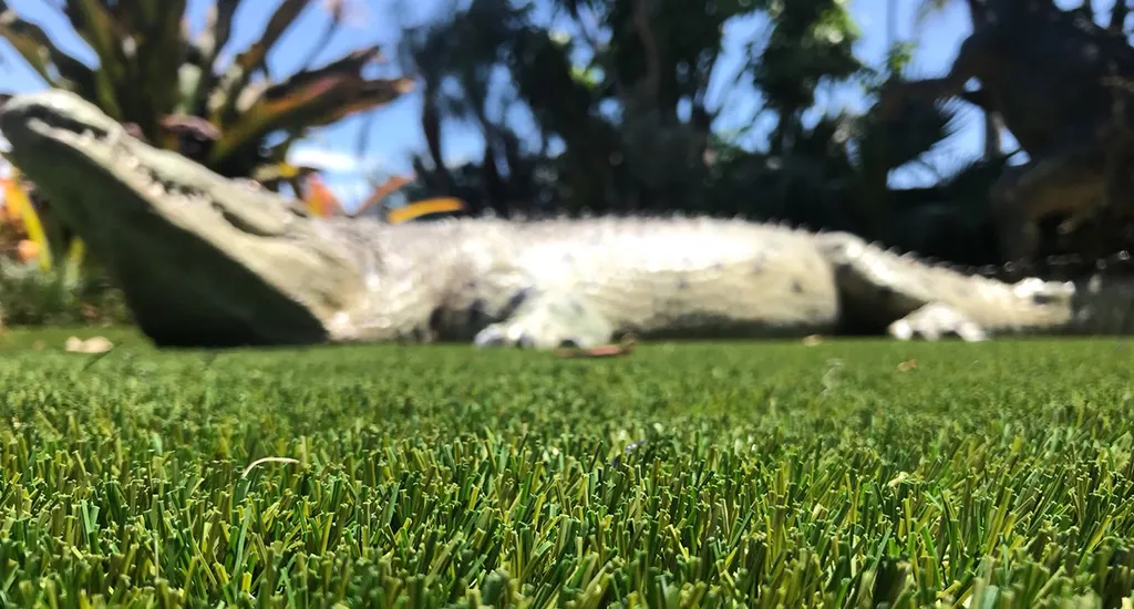 alligator on synthetic turf